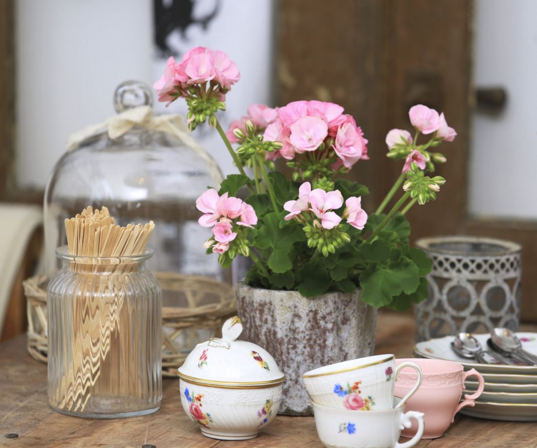 Pinke Geranie in Steintopf auf Holztisch mit Vintage Geschirr