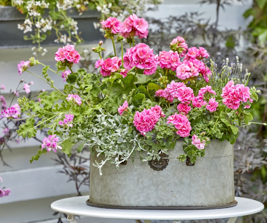 Vintage Zinkgefäß mit Pflanzkombination aus Geranien, Lakritz-Strohblume und Lavendel auf Gartentisch