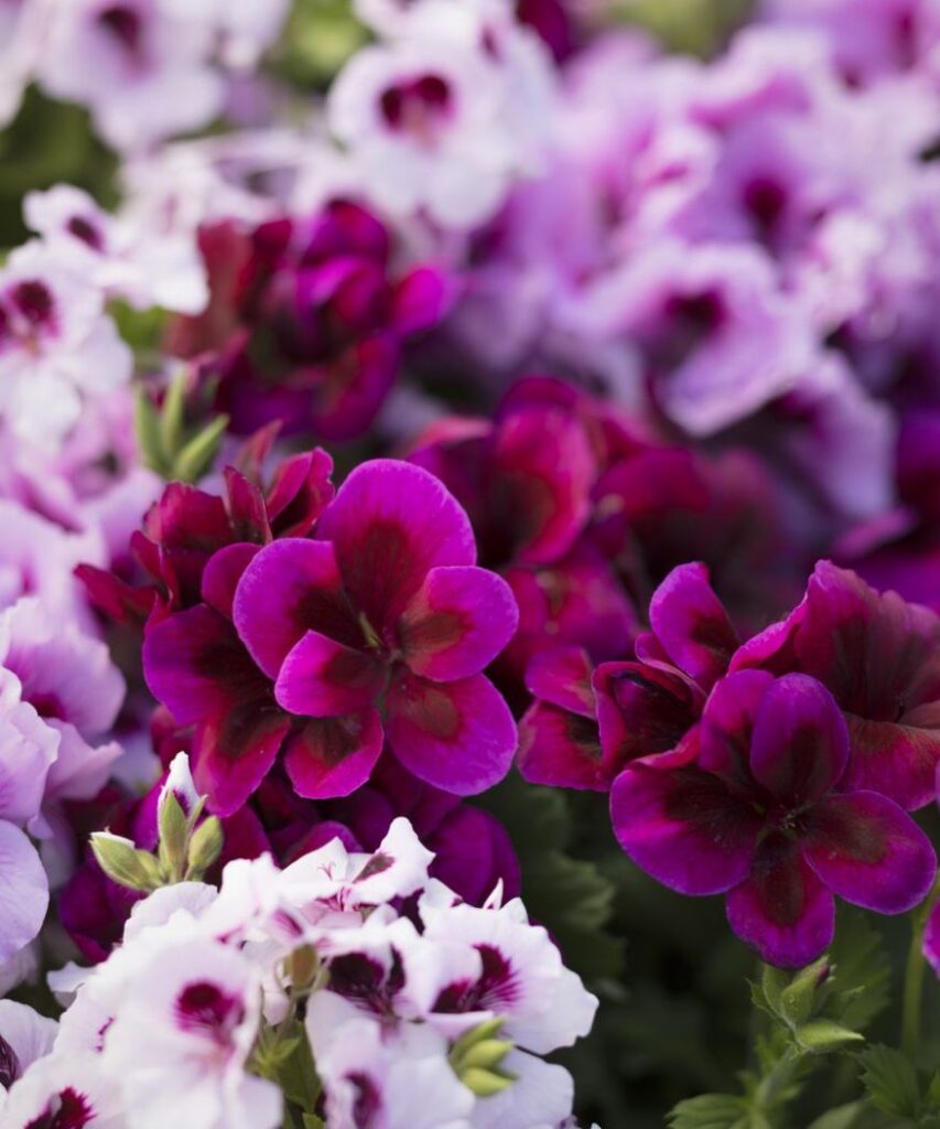 Gros plan sur des pélargoniums royaux aux couleurs variées. Leurs fleurs, ornées d’un centre sombre, affichent des nuances de violet, lilas et blanc, contrastant magnifiquement avec le feuillage vert foncé.