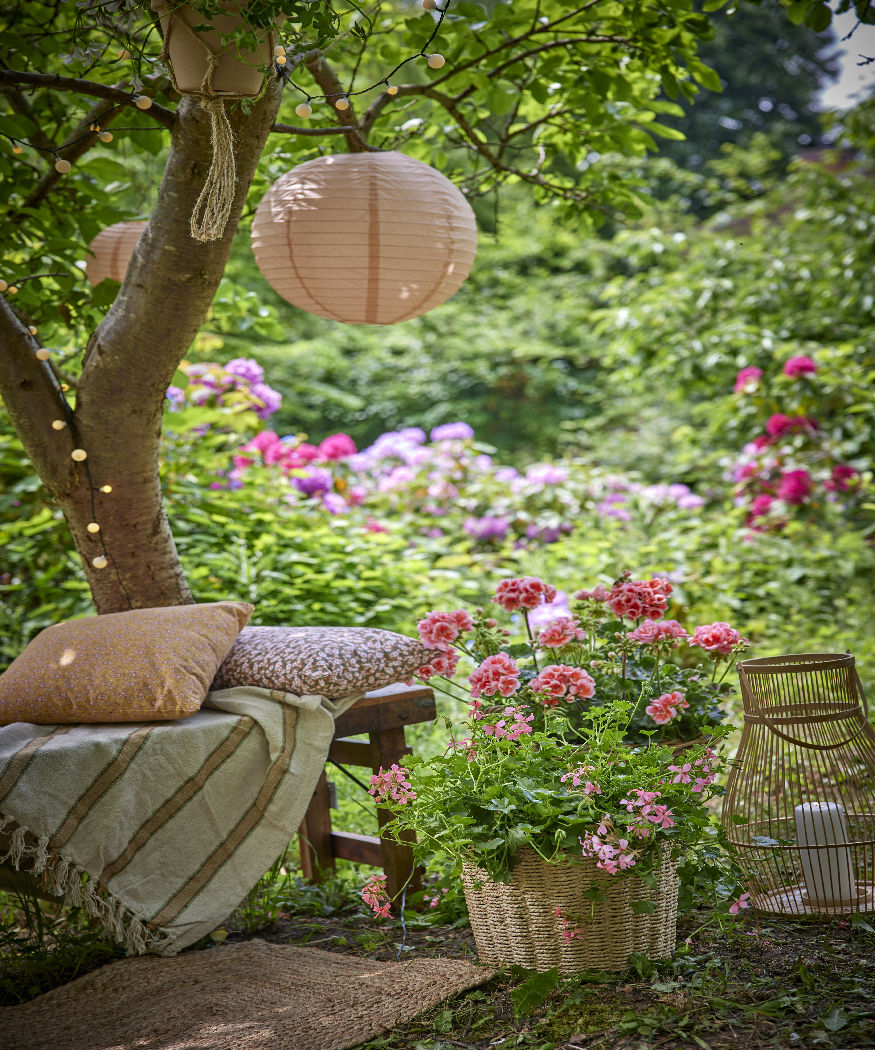 Sublimer tous les recoins du jardin avec les géraniums