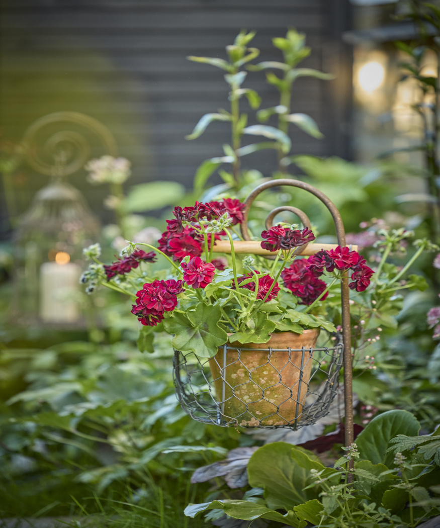 Retour à la nature avec les géraniums. Des idées de décoration champêtre, inspirée des prairies et du romantisme des maisons de campagne