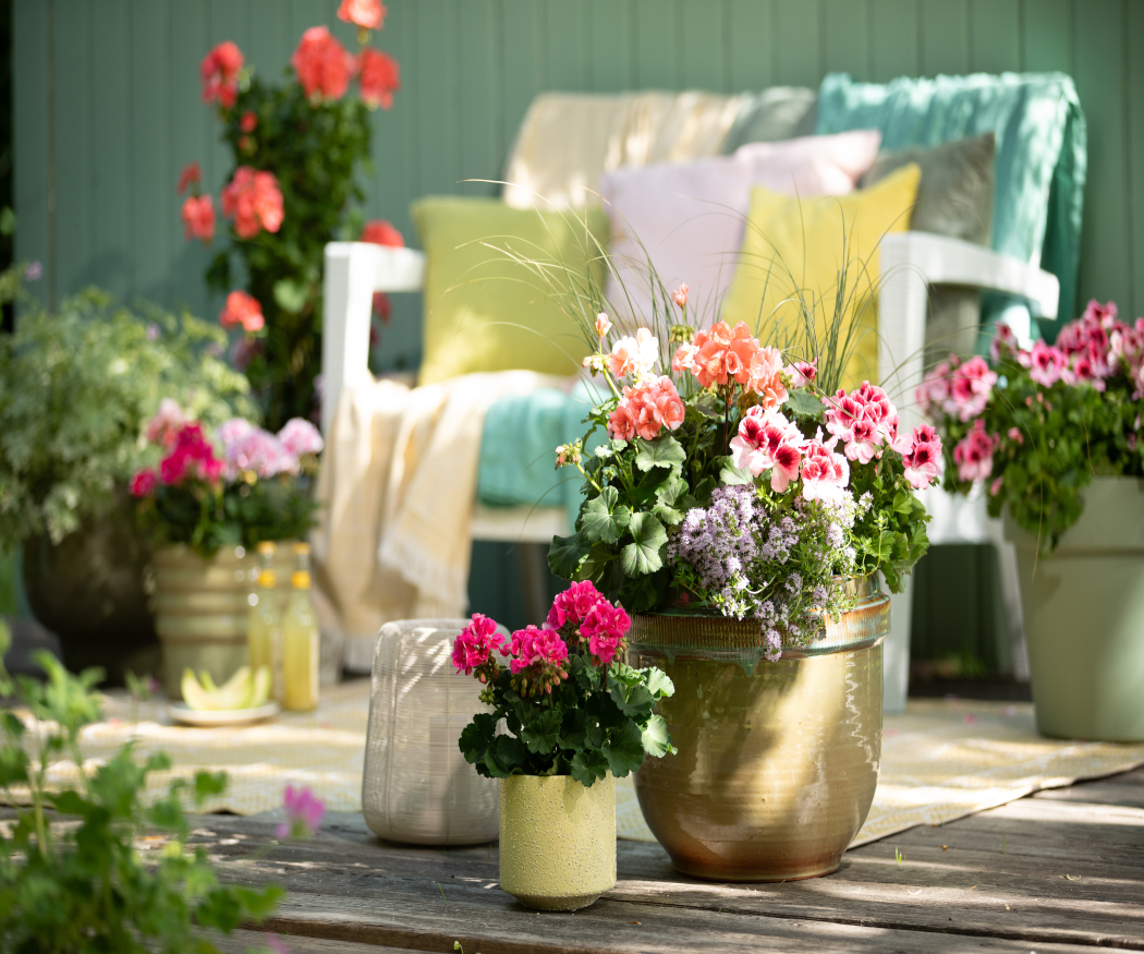 De la couleur avec le géranium. Combinaisons estivales pour balcons et terrasses