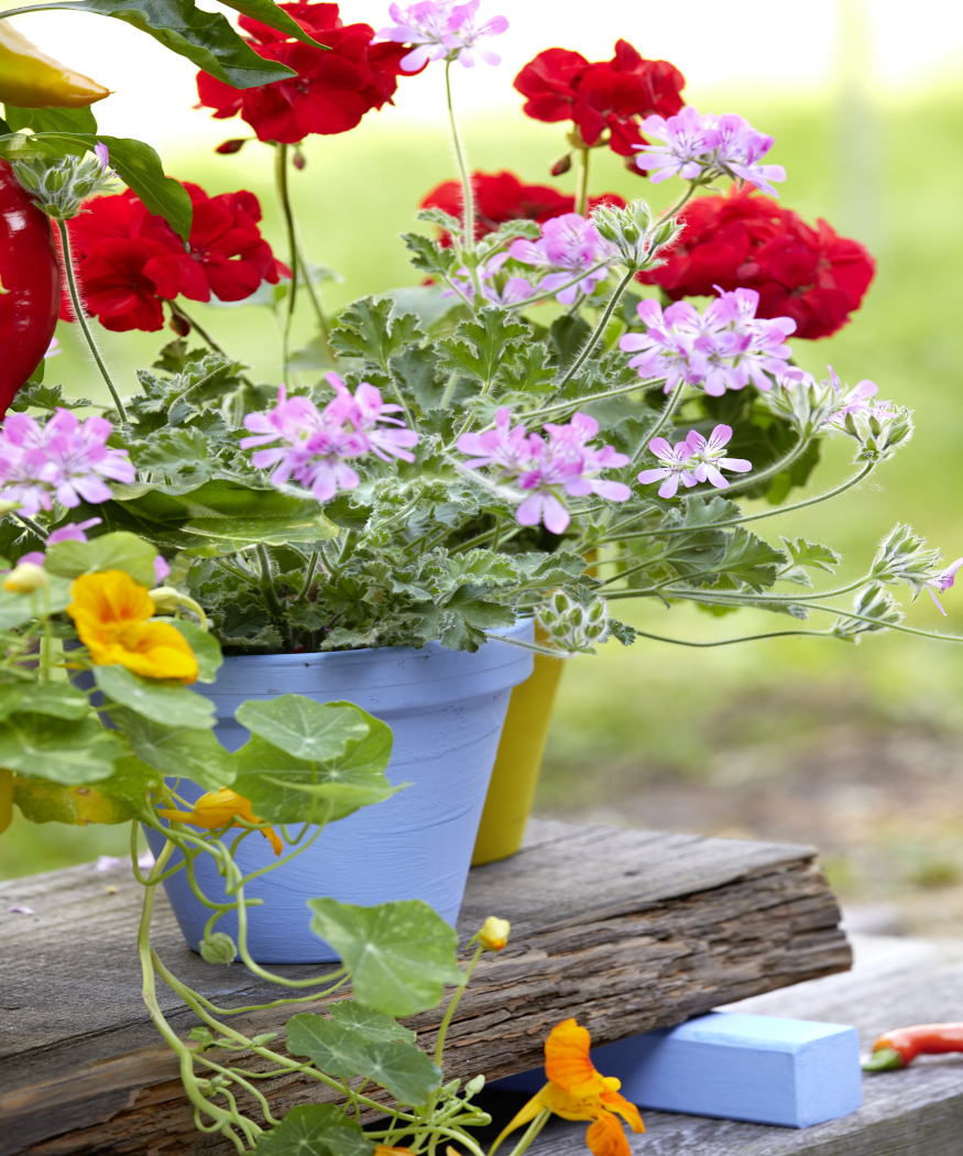Jardiner en l’air. Géraniums suspendus