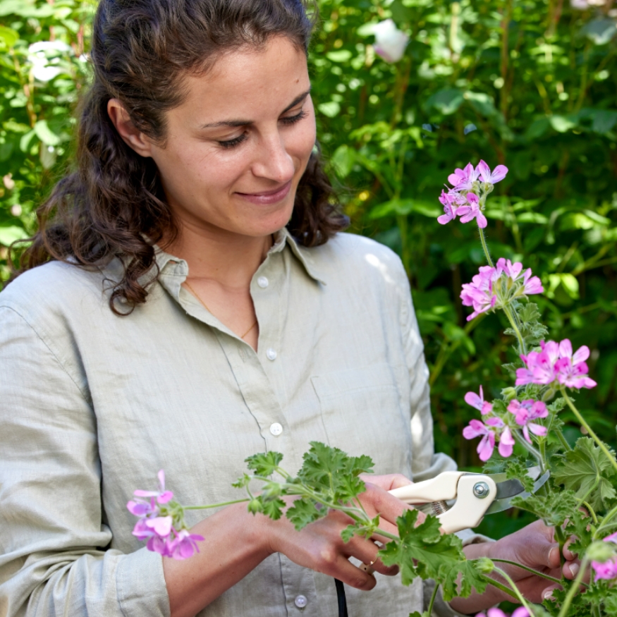 Quand tailler les géraniums ? Le bon moment pour plus de fleurs